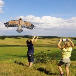 1.1m - Flat eagle kite - kites - kids - toysKites