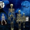Full life size human skeleton - movable - Halloween decoration - 40cmHalloween & Party
