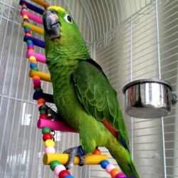 Colorful wooden drawbridge - toy for birds / parrotsBirds