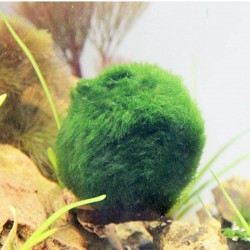 Aquarium mini moss ball - decorative nano plantDecorations