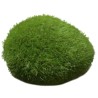 Aquarium mini moss ball - decorative nano plantDecorations