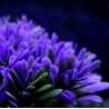Artificial plastic plant - purple flower - aquarium decorationDecorations