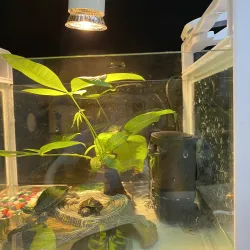 Low water filter pump - hanging waterfall - water circulation - for aquariumAquarium