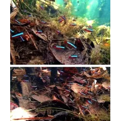 Natural terminalia leaves for aquarium water balance 10 piecesAquarium