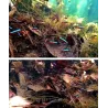 Natural terminalia leaves for aquarium water balance 10 piecesAquarium